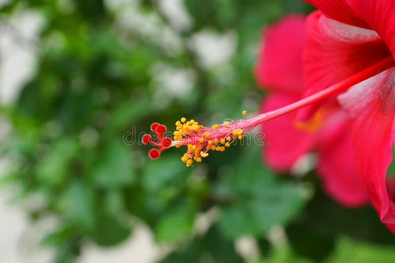 Hibiscus Flower with Stamen and Pollen Stock Image Image of herbal