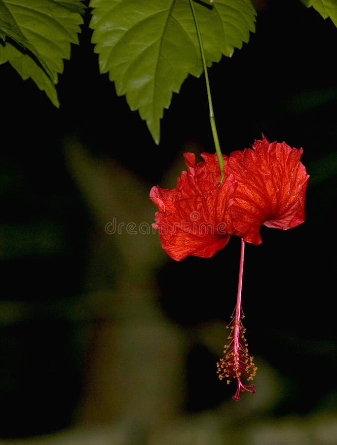 Tropical Rainforest Flower, a Hibiscus Hanging Upside Down Stock Image