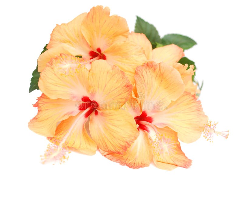 Hibiscus flowers bunch