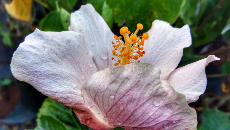 Indian Hibiscus White with red shadows Flower in Mother Nature Garden stock images Indian Hibiscus White with red shadows Flower in Mother Nature Garden stock images