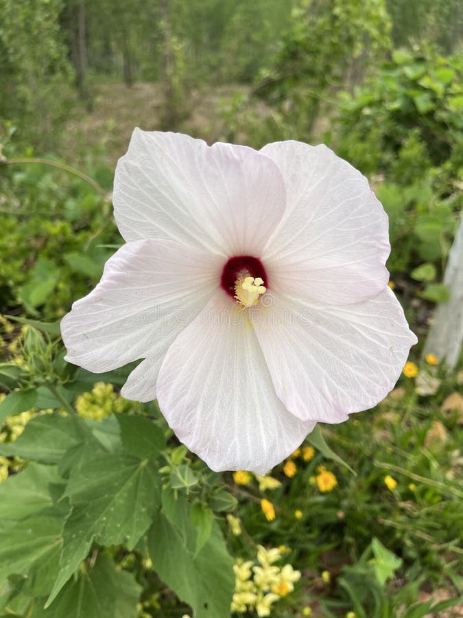 Hibiscus grandiflorus