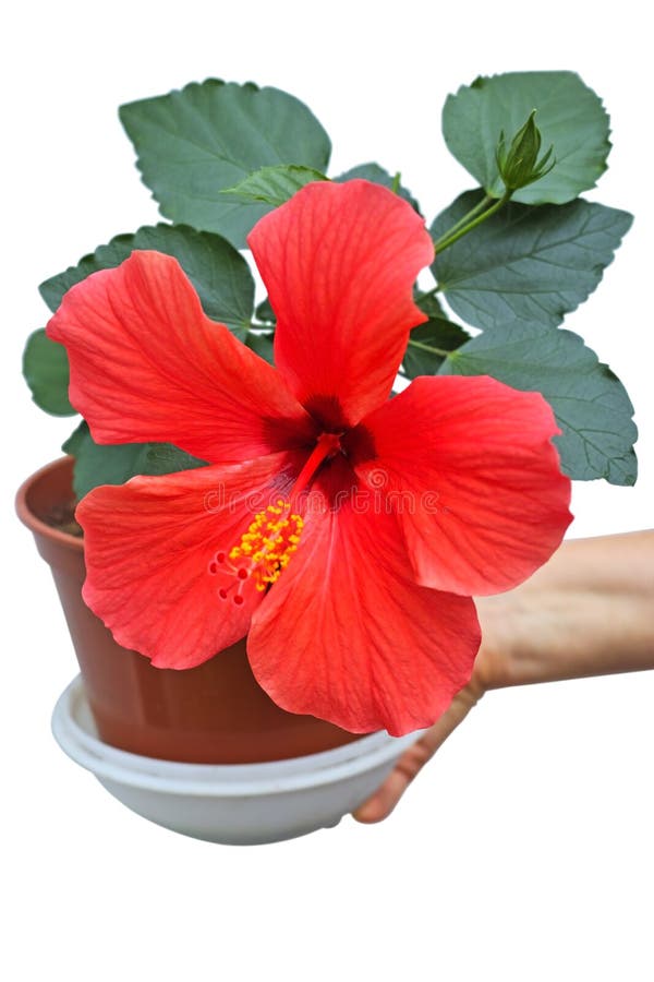 Hibiscus im Blumentopf stockfotografie Hibiscus im Blumentopf stockfotografie