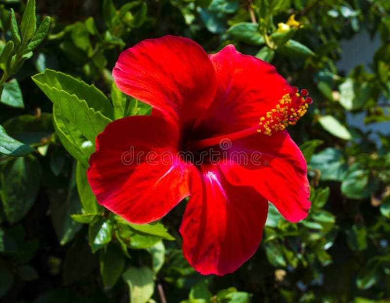 Hibiscus. Karkade. Hibiscus flower. Red hibiscus flower on a green background. In the tropical garden.
