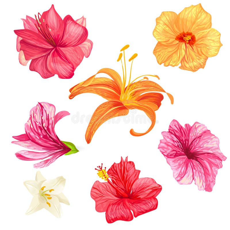 Hibiscus and lily flowers. 