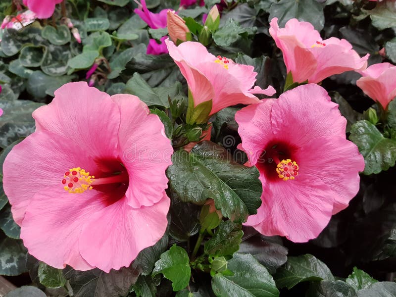 Hibiscus malvaceae Longiflora στοκ εικόνες με δικαίωμα ελεύθερης χρήσης Hibiscus malvaceae Longiflora στοκ εικόνες με δικαίωμα ελεύθερης χρήσης