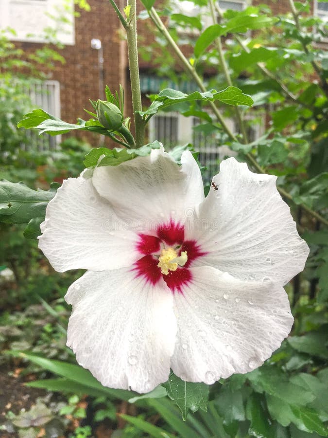 Hibiscus moscheutos, the rose mallow, swamp rose-mallow, crimsoneyed rosemallow, or eastern rosemallow