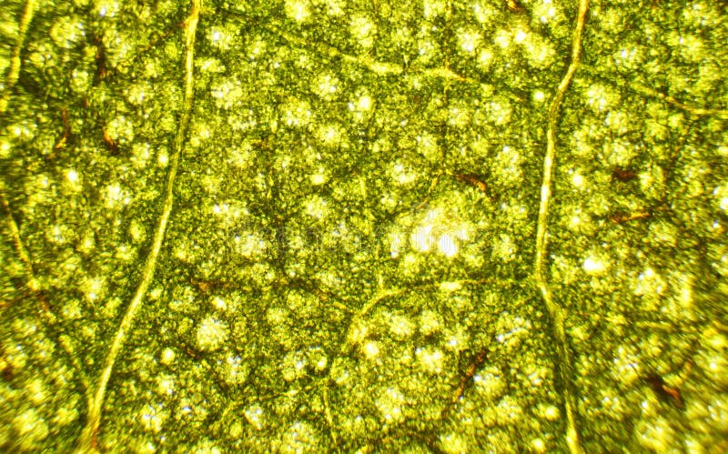 Leaf under microscope stock image. Image of leaf, exploration - 26643621
