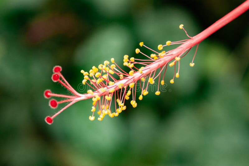 Hibiscus pollen stock image. Image of tropical, pollen 191910335