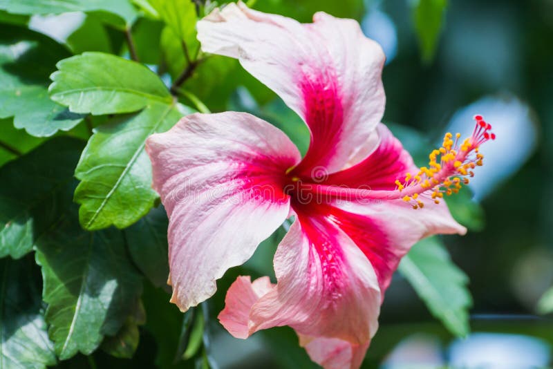 Hibiscus Pollen CloseUp stock photo. Image of pollen 80765536
