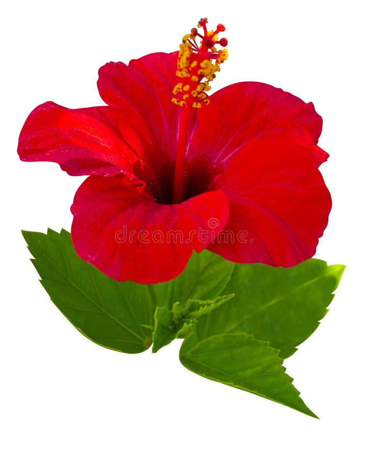 Hibiscus