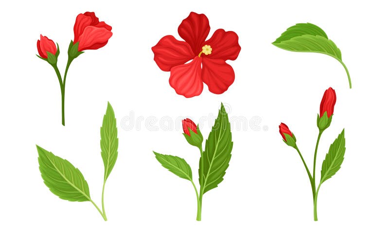 Hibiscus Red Tropical Flower with Large Petals and Green Fibrous Leaf Vector Set