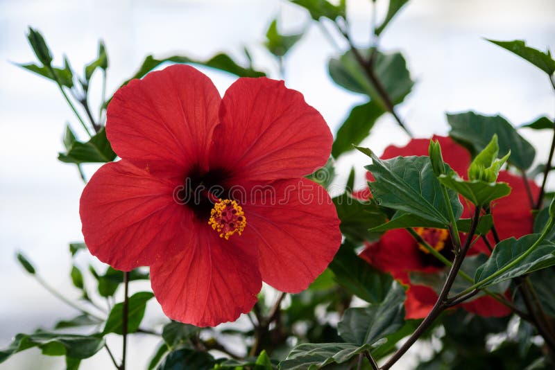 Hibiscus rosa-sinensis, hibiscus chinese, chinese rose, one big red flower royalty free stock photo Hibiscus rosa-sinensis, hibiscus chinese, chinese rose, one big red flower royalty free stock photo