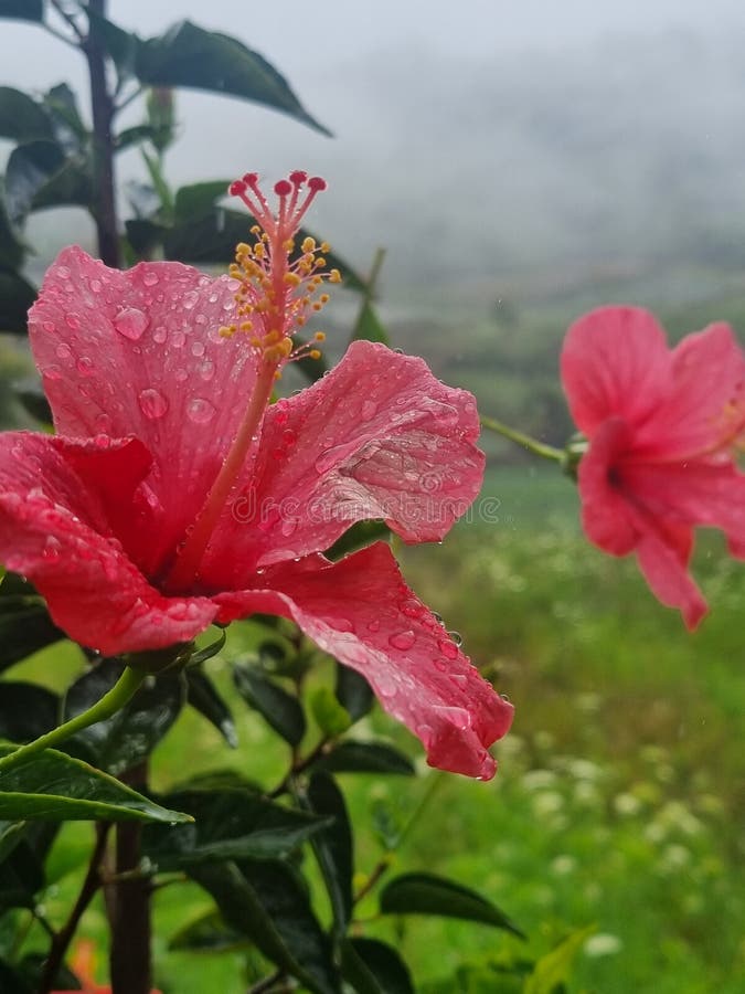 Hibiscus Rosa Sinensis L. it is the Name of this Flower in Latin. Stock