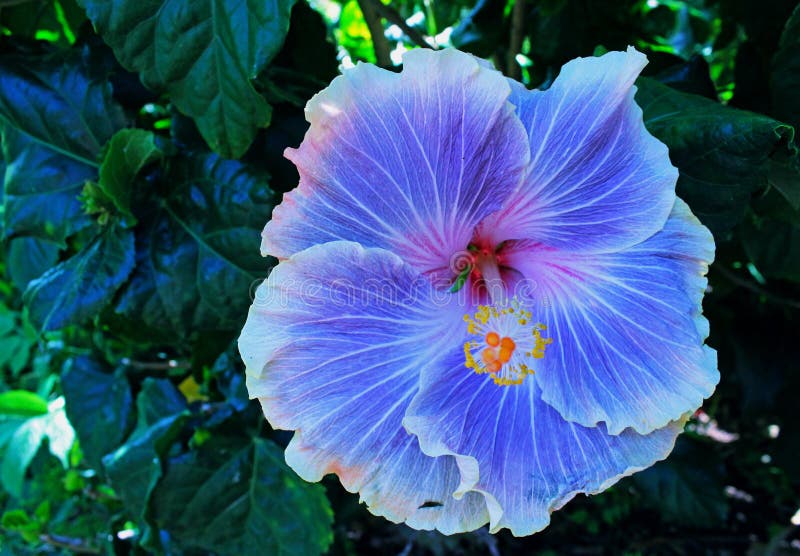 Hibiscus roxo ou violeta, Rose Mallow imagens de stock royalty free Hibiscus roxo ou violeta, Rose Mallow imagens de stock royalty free