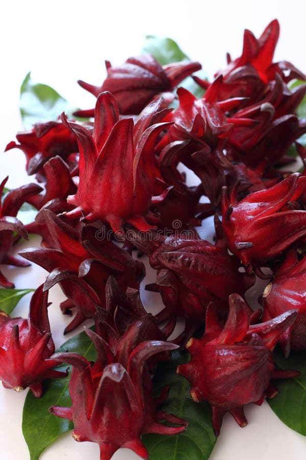 Hibiscus Sabdariffa is Fruit. Stock Image Image of sour, crop 47759243