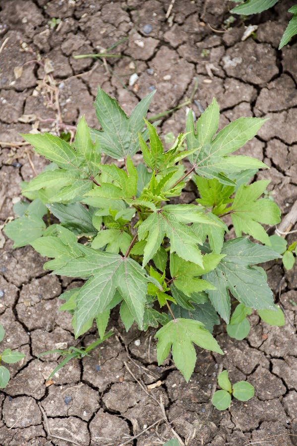Hibiscus sabdariffa plant stock photo. Image of nature 96362598