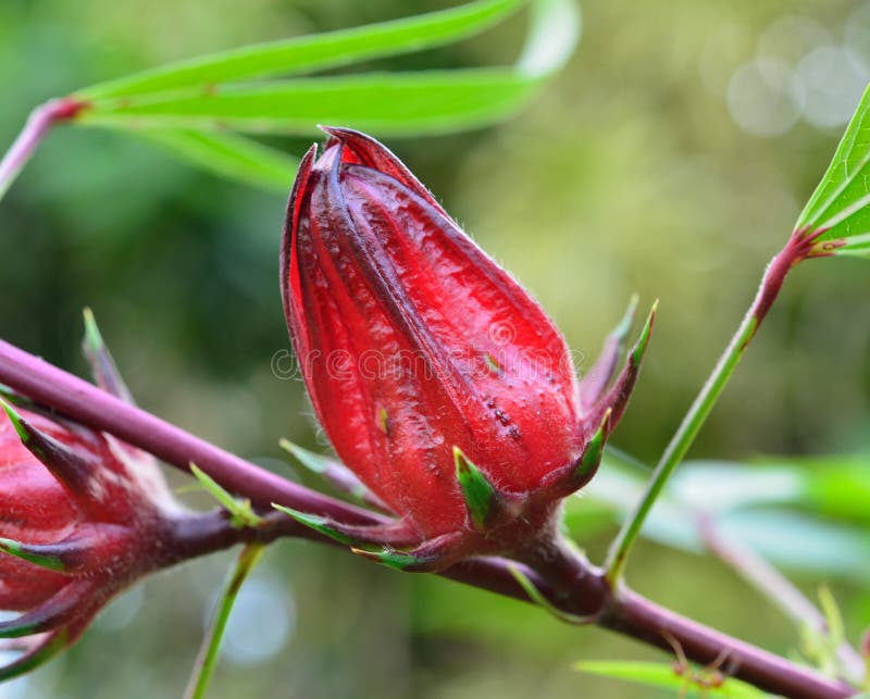 Hibiscus Sabdariffa Or Roselle Fruits On Tree Stock Photo Image of
