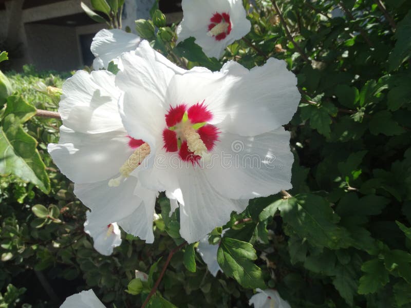 Hibiscus syriacus  Red Heart