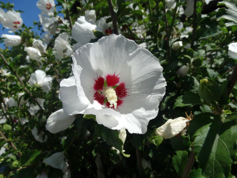 Hibiscus syriacus  Red Heart