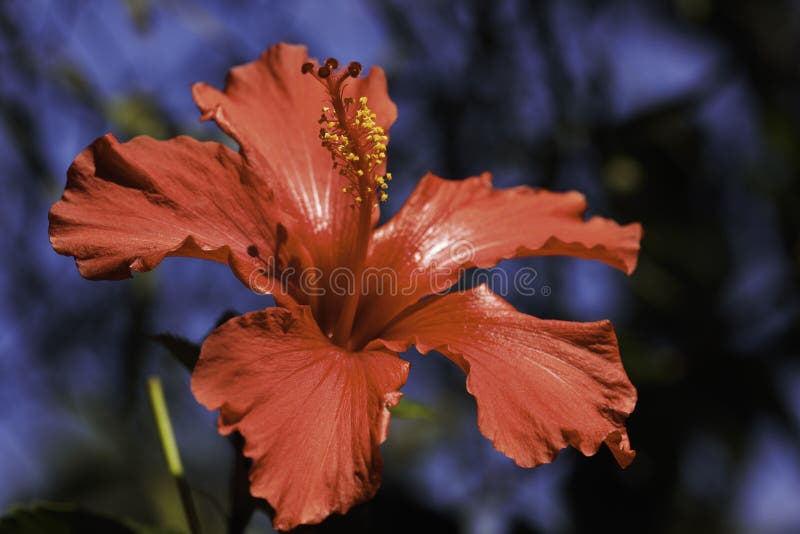 Hibiscus vermelho rosa-sinensis da flor do hibiscus da flor completa imagem de stock Hibiscus vermelho rosa-sinensis da flor do hibiscus da flor completa imagem de stock