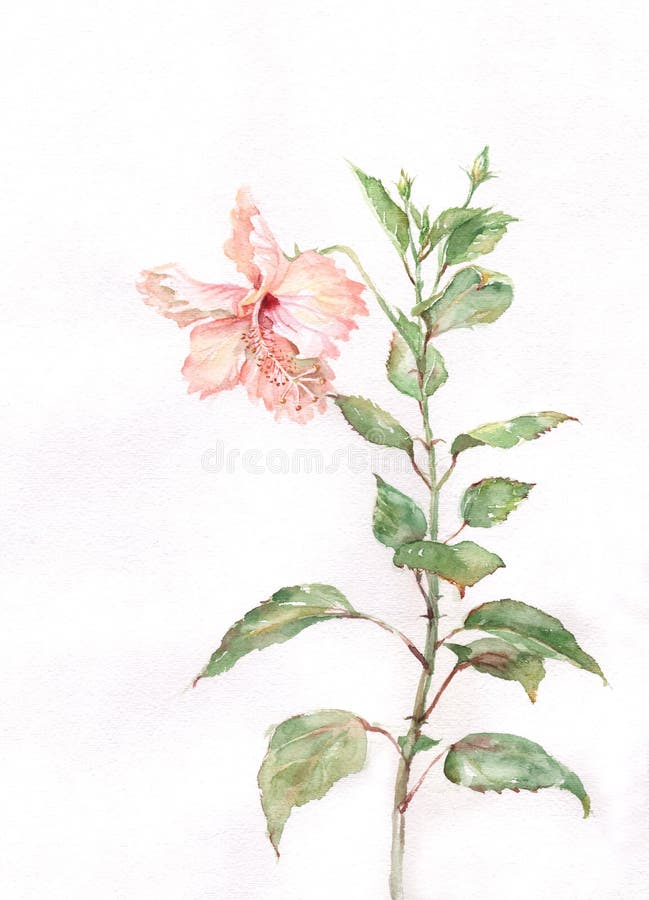 hibiscus λουλουδιών που χρωματίζουν το ρόδινο watercolor διανυσματική απεικόνιση hibiscus λουλουδιών που χρωματίζουν το ρόδινο watercolor διανυσματική απεικόνιση