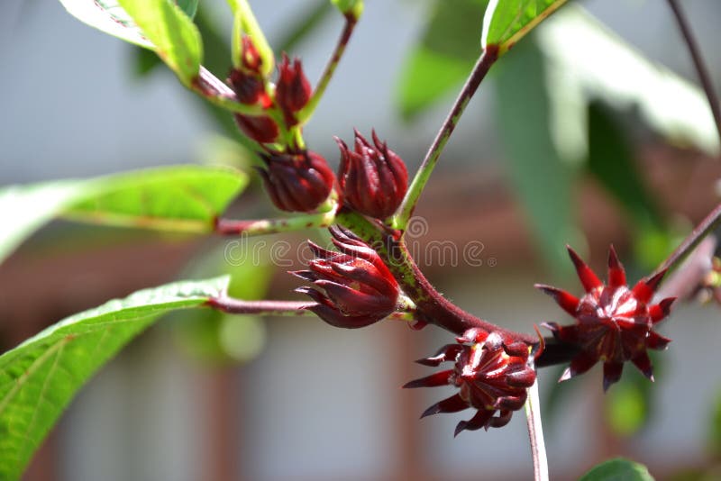 Hibiscus λουλούδι ή λουλούδι Roselle στοκ φωτογραφία με δικαίωμα ελεύθερης χρήσης Hibiscus λουλούδι ή λουλούδι Roselle στοκ φωτογραφία με δικαίωμα ελεύθερης χρήσης