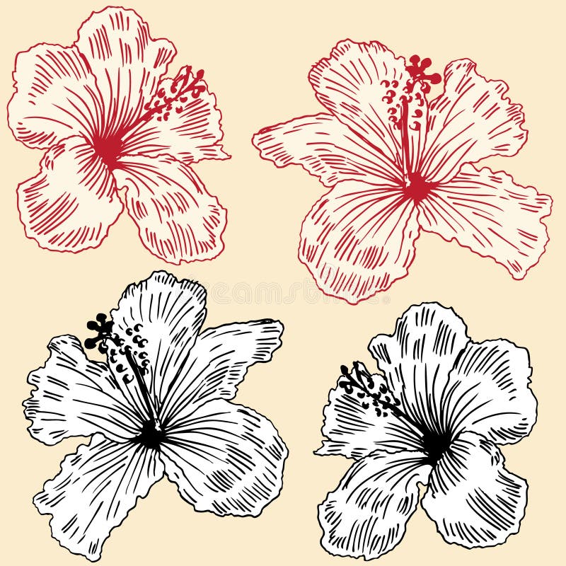 Hibiscus σύνολο διανυσματική απεικόνιση