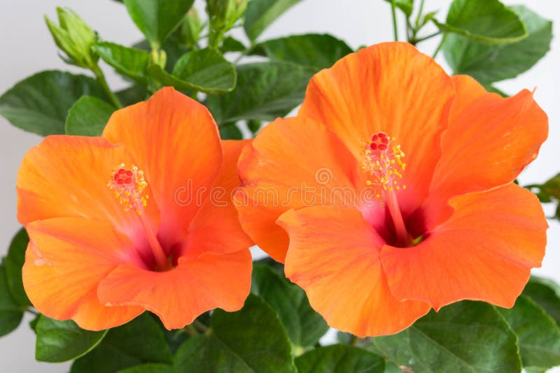 Hibiscus το Rosa-sinensis ή κινεζικά hibiscus ή η Κίνα αυξήθηκαν ή Hawa στοκ εικόνα με δικαίωμα ελεύθερης χρήσης Hibiscus το Rosa-sinensis ή κινεζικά hibiscus ή η Κίνα αυξήθηκαν ή Hawa στοκ εικόνα με δικαίωμα ελεύθερης χρήσης