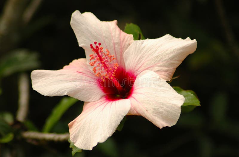 hibiskus fotografia royalty free hibiskus fotografia royalty free