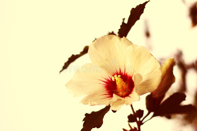 hibiskus arkivfoto hibiskus arkivfoto