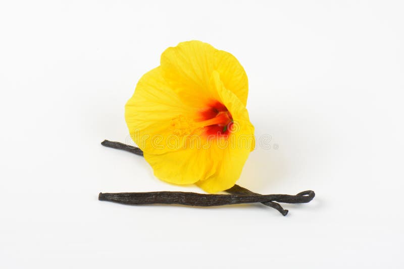 Hibiskusblomma- och vaniljfröskidor fotografering för bildbyråer Hibiskusblomma- och vaniljfröskidor fotografering för bildbyråer