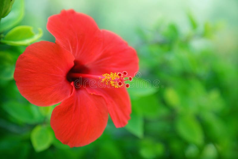 Close-up of red hibiscus flower. Close-up of red hibiscus flower