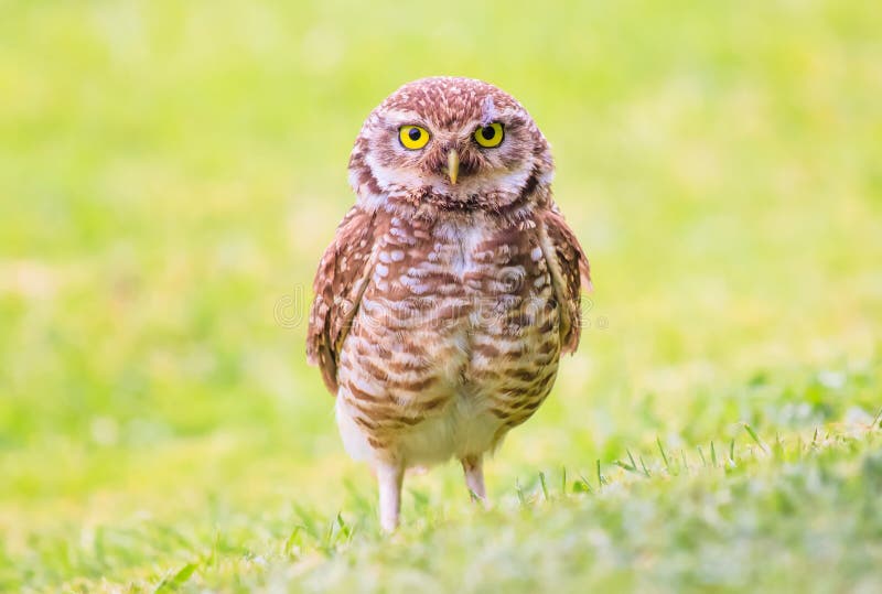 Hibou image stock Hibou image stock