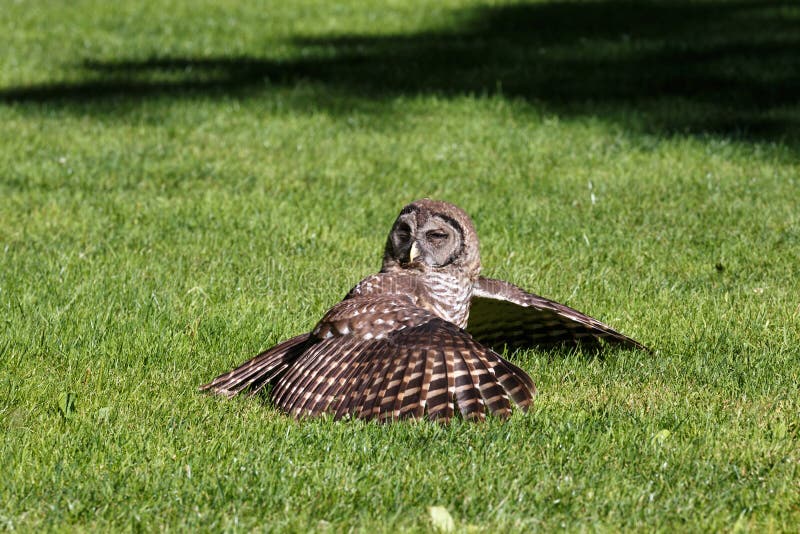 Juvenile barred owl at Vancouver BC Canada. Juvenile barred owl at Vancouver BC Canada