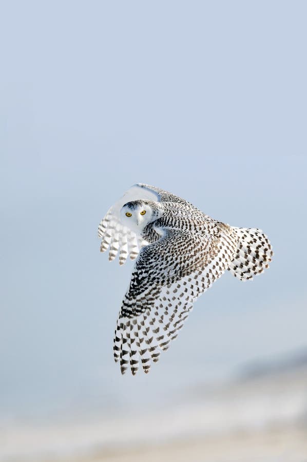 Hibou blanc de Milou de l'hiver en vol Hibou blanc de Milou de l'hiver en vol