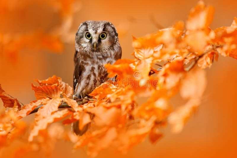 Hibou caché dans les feuilles oranges Oiseau avec de grands yeux jaunes Oiseau d'automne Hibou boréal dans la forêt orange d'auto photographie stock Hibou caché dans les feuilles oranges Oiseau avec de grands yeux jaunes Oiseau d'automne Hibou boréal dans la forêt orange d'auto photographie stock
