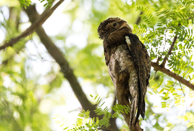 Hibou commun de griseus de Potoo Nyctibius d'urutau photos stock Hibou commun de griseus de Potoo Nyctibius d'urutau photos stock