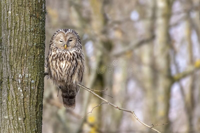 Hibou d'Ural sur un arbre dans la forêt images libres de droits Hibou d'Ural sur un arbre dans la forêt images libres de droits