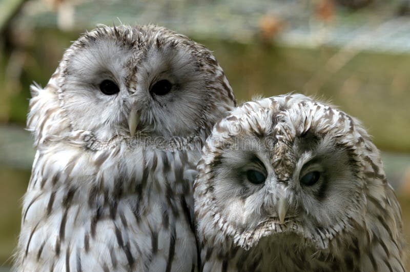 Hibou d'Ural (uralensis de Strix) photographie stock Hibou d'Ural (uralensis de Strix) photographie stock