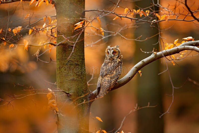 Hibou dans la forêt orange, feuilles de jaune Le duc avec le chêne orange part pendant l'automne Scène de faune pour la nature, S image stock Hibou dans la forêt orange, feuilles de jaune Le duc avec le chêne orange part pendant l'automne Scène de faune pour la nature, S image stock