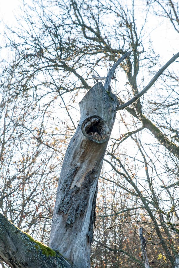 Hibou Dans Le Tronc De L'arbre, Illustration Vectorielle Image
