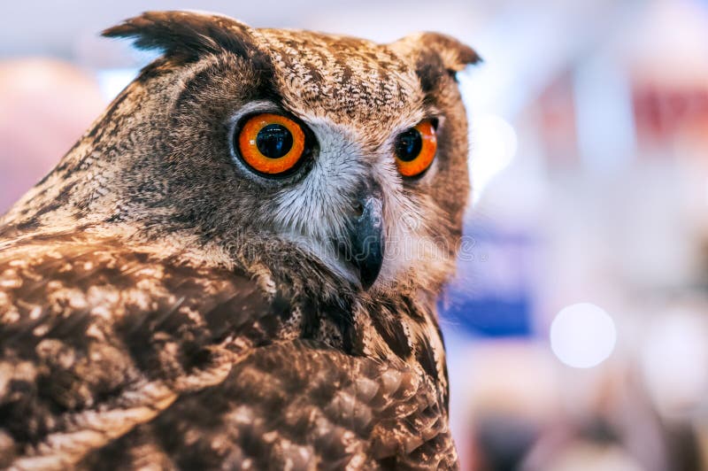 Hibou de duc grand avec les yeux oranges photo stock Hibou de duc grand avec les yeux oranges photo stock