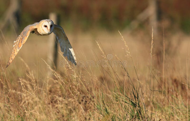 Hibou de grange image libre de droits Hibou de grange image libre de droits