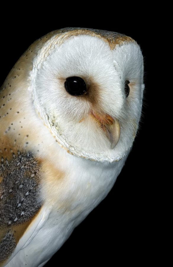 Hibou de grange photo libre de droits Hibou de grange photo libre de droits