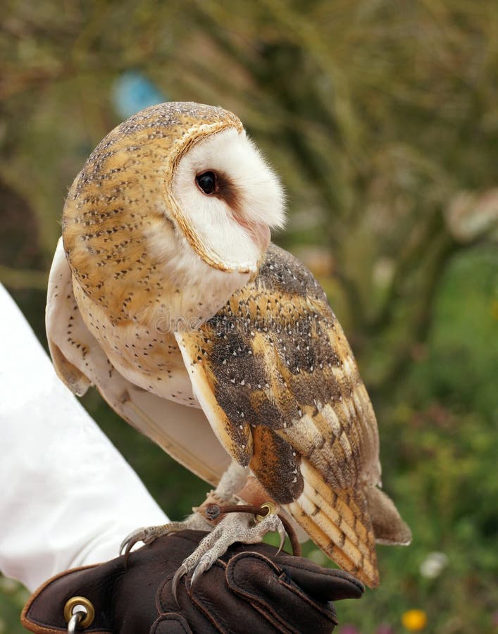 Hibou de grange photo libre de droits Hibou de grange photo libre de droits