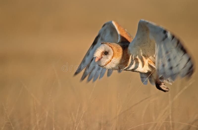 Hibou de grange images libres de droits Hibou de grange images libres de droits
