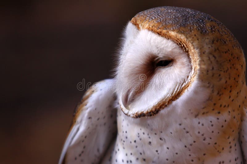 Hibou de grange - curieux images stock Hibou de grange - curieux images stock