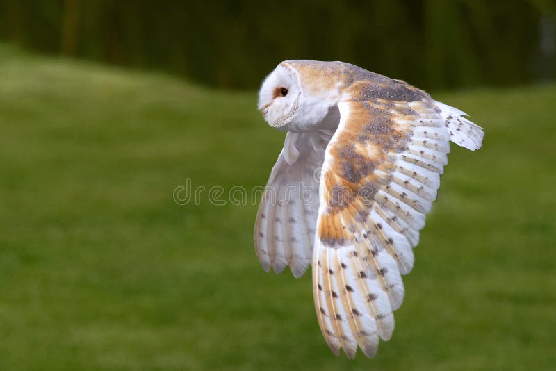 Hibou de grange en vol photos libres de droits Hibou de grange en vol photos libres de droits