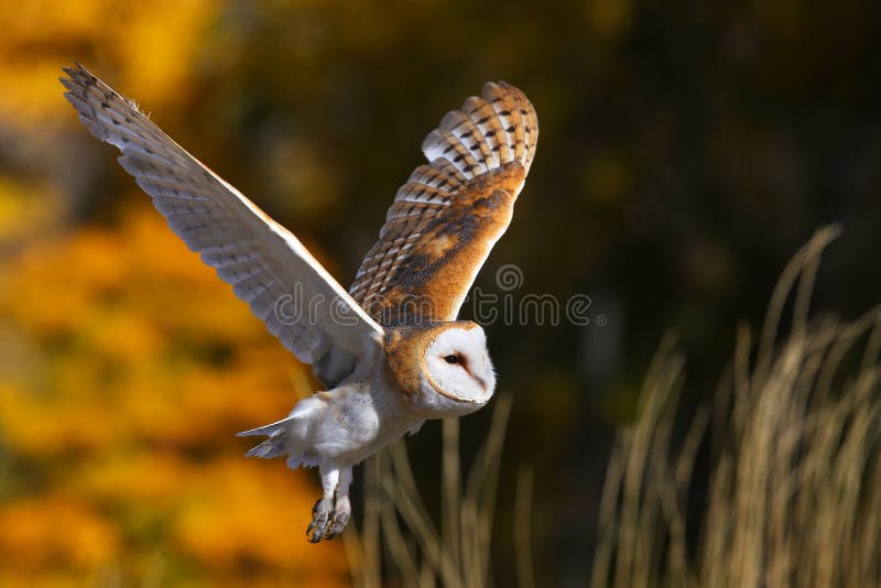 Hibou de grange en vol photo stock Hibou de grange en vol photo stock