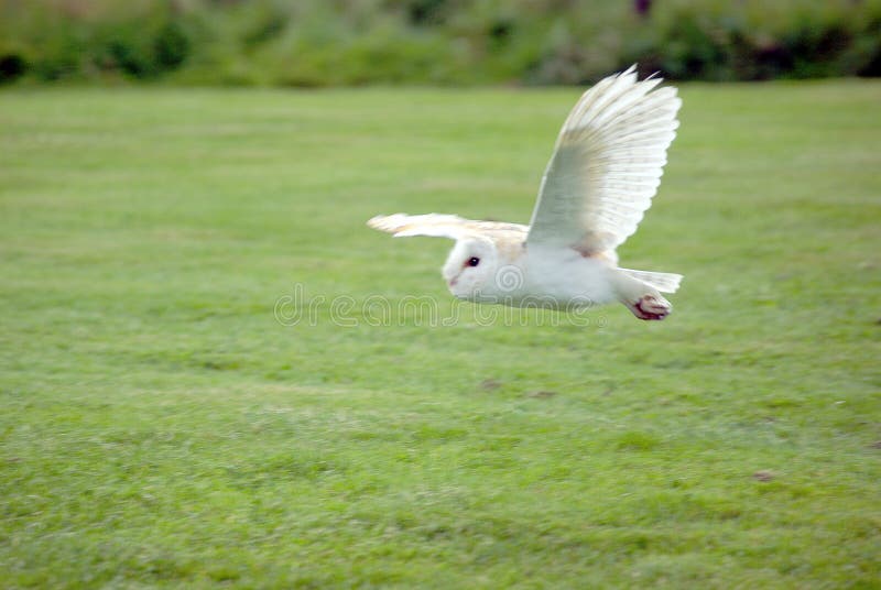 Hibou de grange en vol photo stock Hibou de grange en vol photo stock